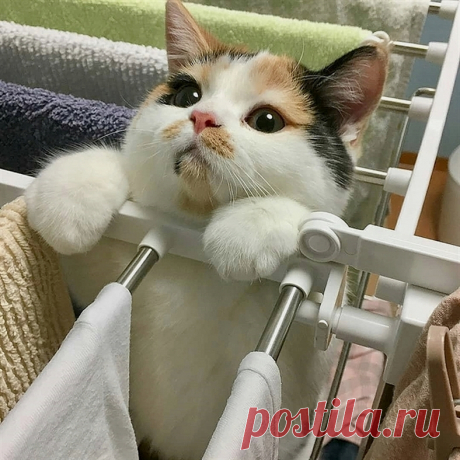 Hey Kitties (@HeyKitties) / Twitter