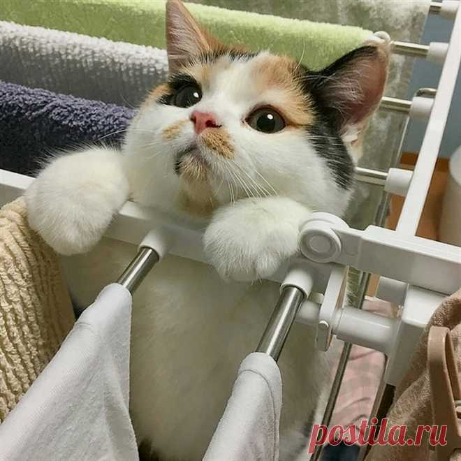 Hey Kitties (@HeyKitties) / Twitter