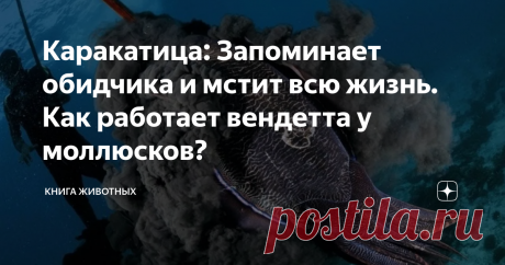 Каракатица: Запоминает обидчика и мстит всю жизнь. Как работает вендетта у моллюсков? А кто это у нас тут такой умненький? Кто такой приспособленный к окружающей среде, умеет менять цвет и мстителен, как Клеопатра? Да, это она — каракатица обыкновенная, она же лекарственная.