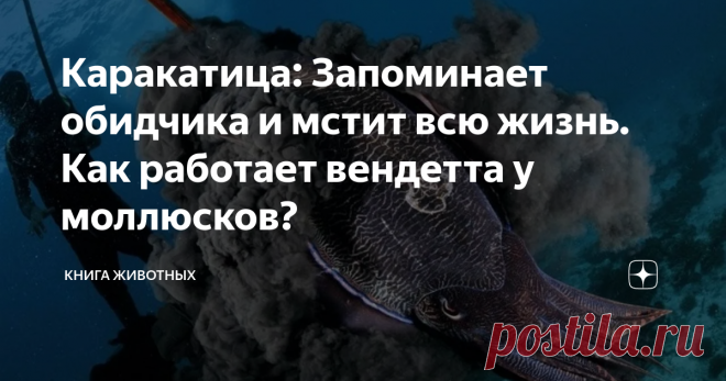Каракатица: Запоминает обидчика и мстит всю жизнь. Как работает вендетта у моллюсков? А кто это у нас тут такой умненький? Кто такой приспособленный к окружающей среде, умеет менять цвет и мстителен, как Клеопатра? Да, это она — каракатица обыкновенная, она же лекарственная.