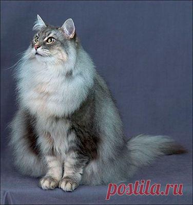 Зимний алфавит..