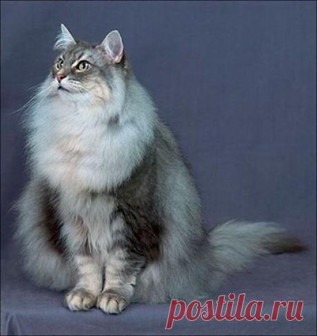 Зимний алфавит..