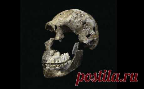 Останки Homo naledi могут изменить представление об эволюции человека — Рамблер/новости