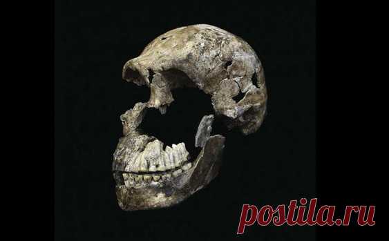 Останки Homo naledi могут изменить представление об эволюции человека — Рамблер/новости