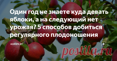 Один год не знаете куда девать яблоки, а на следующий нет урожая? 5 способов добиться регулярного плодоношения Садоводы сталкиваются с таким явлением, как нерегулярное плодоношение. После высокоурожайного года наступает полное отсутствие фруктов, или их количество незначительное. Прочитав статью, поймете почему урожай яблок, груш, слив не стабилен. Разберетесь, что делать, чтобы добиться регулярности.
Периодичность плодоношения
То, что деревья не плодоносят ежегодно объясн...