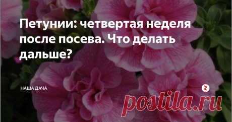Петунии: четвертая неделя после посева. Что делать дальше? На первый взгляд кажется, что петунии почти не растут и не развиваются, однако, это не так. Толщиной и крепостью стебельки пока не радуют, зато у них появились третьи (а кое-где даже и четвертые) листочки. Посмотрите поближе