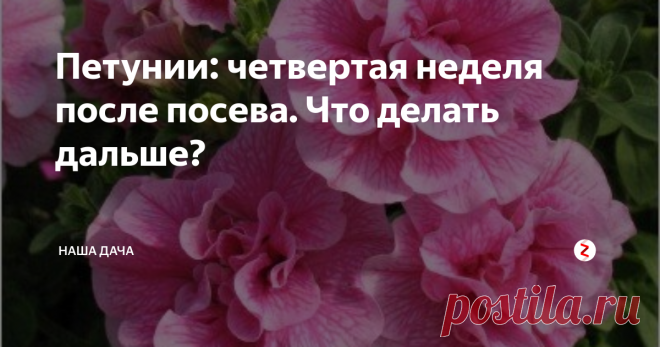 Петунии: четвертая неделя после посева. Что делать дальше? На первый взгляд кажется, что петунии почти не растут и не развиваются, однако, это не так. Толщиной и крепостью стебельки пока не радуют, зато у них появились третьи (а кое-где даже и четвертые) листочки. Посмотрите поближе