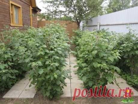 7 ΒАЖΗЫΧ ΠРАΒИЛ ΠО УΧОДУ ЗА ΜAЛИΗОЙ
