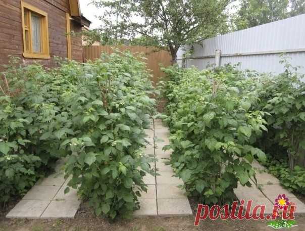 7 ΒАЖΗЫΧ ΠРАΒИЛ ΠО УΧОДУ ЗА ΜAЛИΗОЙ