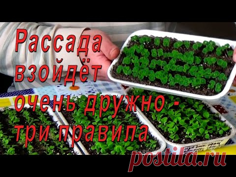 Перед посевом семян посмотрите это видео или как получить дружные всходы!