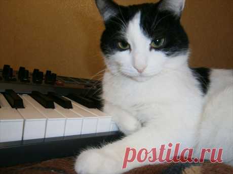 РадиоКот :: КотАрт