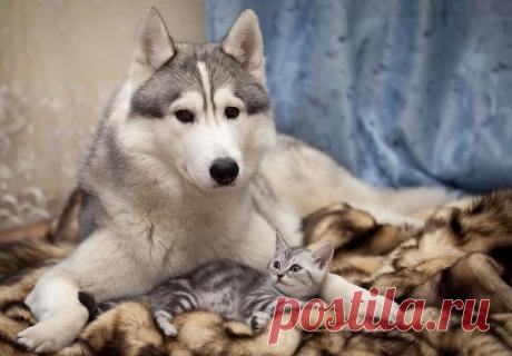 Я - суперпупер! Сайт любителей похвастаться