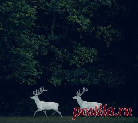 white deer