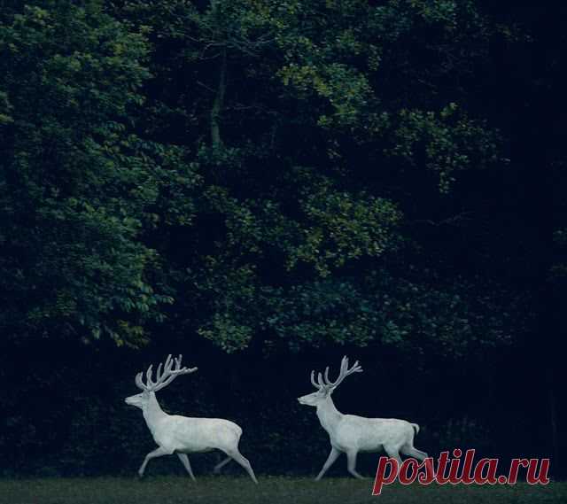 white deer