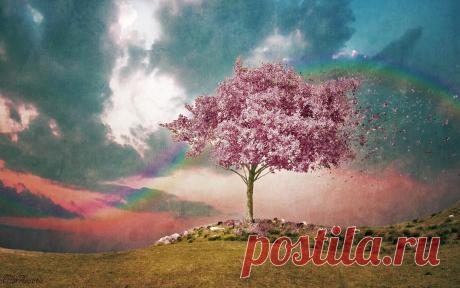 Розовое дерево обои для рабочего стола, картинки, фото, 1920x1200.