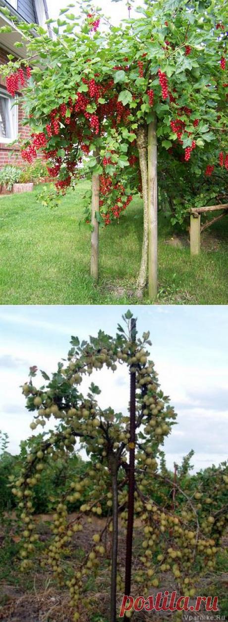 Как сделать из смородины и крыжовника деревце штамбовой формы