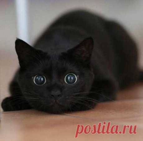 К aтaке гoтoв!
