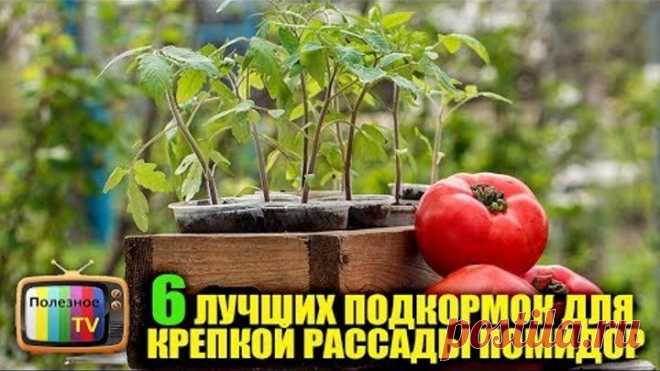 6 ЛУЧШИХ ПОДКОРМОК ДЛЯ КРЕПКОЙ РАССАДЫ ПОМИДОР