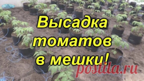 Высадка томатов в пакетах- отличный способ для раннего урожая! - Яндекс.Видео