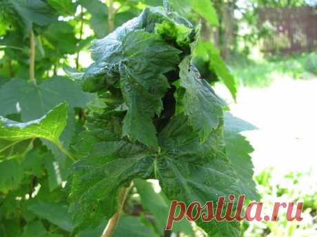 СМОРОДИННАЯ ТЛЯ