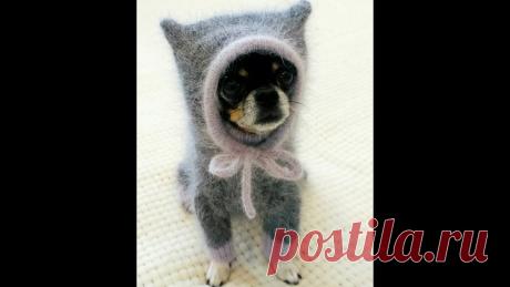 Комбинезон с капюшоном для собачки.  Мастер класс .Часть 1  (обзор и расчеты) #комбинезондлясобачки В этом видео я показала связанные мной комбинезоны для моей собачки.Рассказала о пряже,из которой связаны комбинезоныоб инструментах, которые  нужны для вяза...