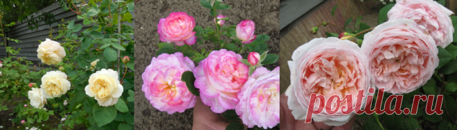 Неукрывные розы серия Blush и розы Дэвида Остина | Карельские Дачники | Яндекс Дзен
