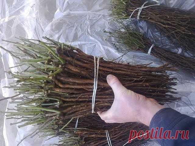 СУСТАВНЫЕ БОЛИ И КОРЕНЬ ШИПОВНИКА

Рецепт из газеты 