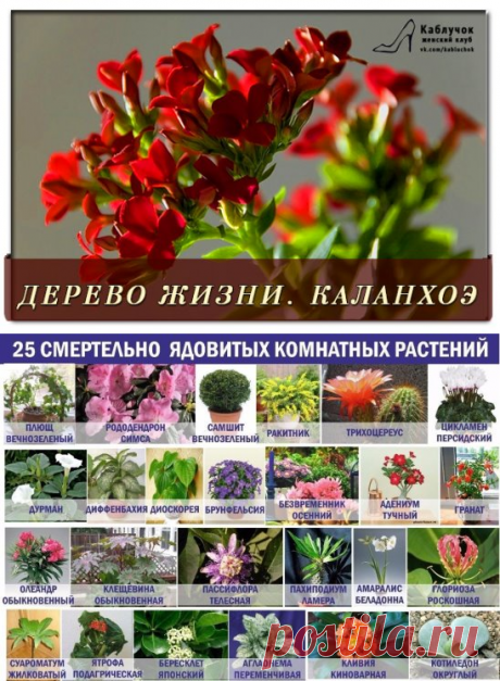 (2) Одноклассники