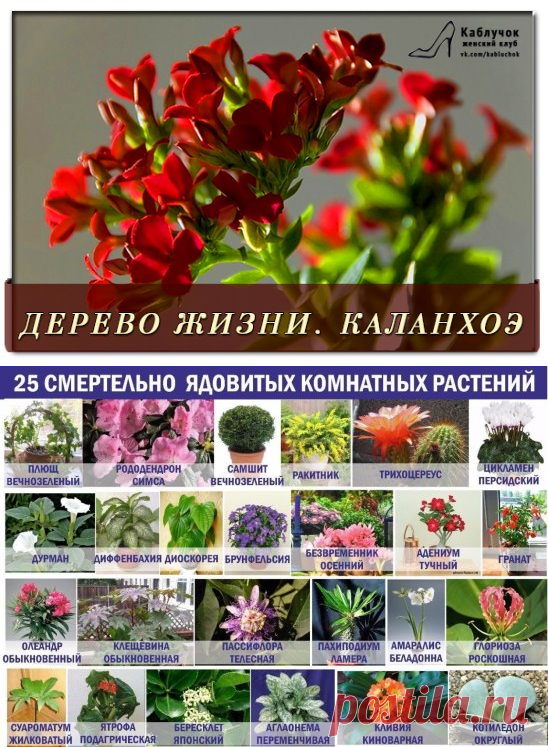 (2) Одноклассники