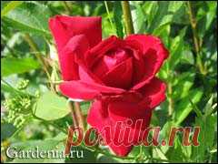 Розы: черенкование осенью