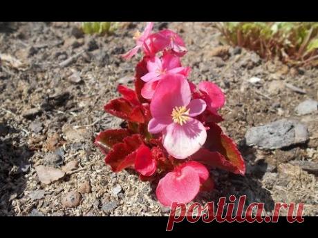 Бегония вечноцветущая: выращивание и уход