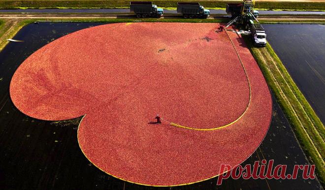 Ни за что не догадаетесь, что делают эти люди в болоте! А ведь вы потом это едите…