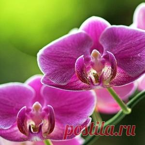 Все, что нужно знать о цветении орхидей