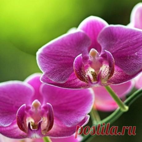 Все, что нужно знать о цветении орхидей