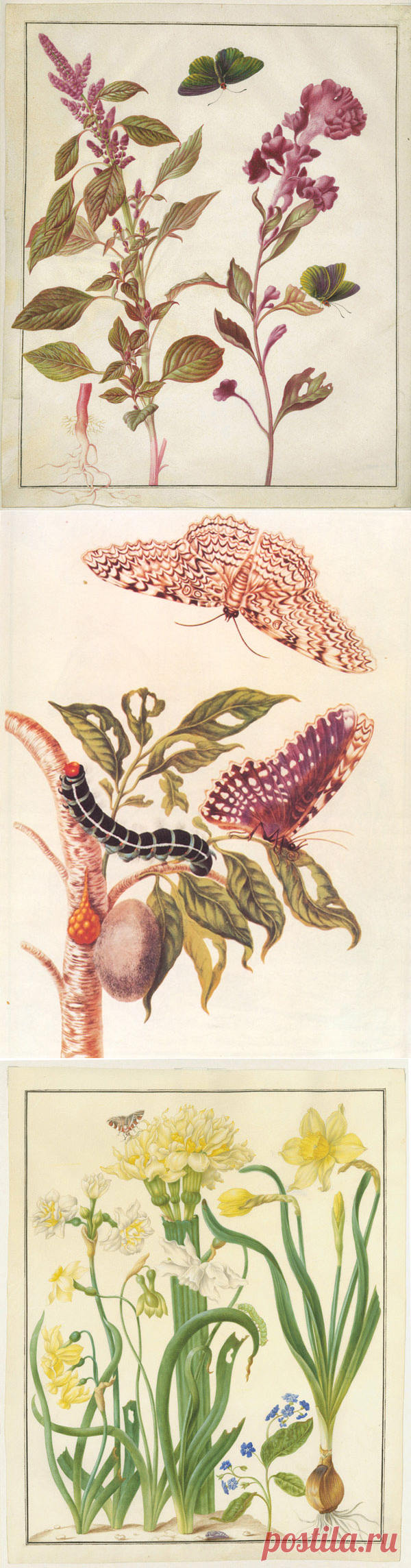 Maria Sybilla Merian: художница, соединившая искусство и науку | Журнал Ярмарки Мастеров