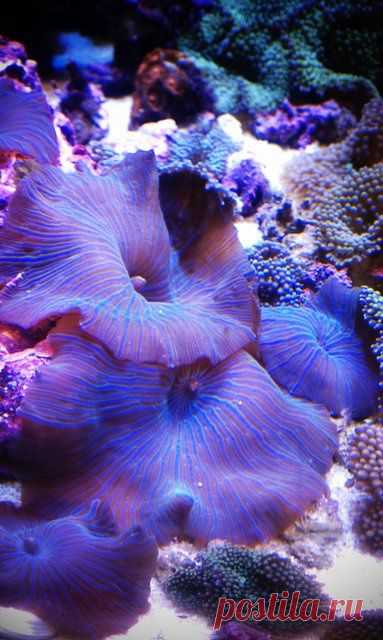 Mushroom Anemones