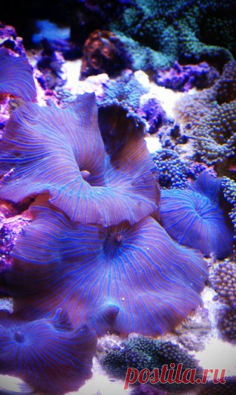Mushroom Anemones