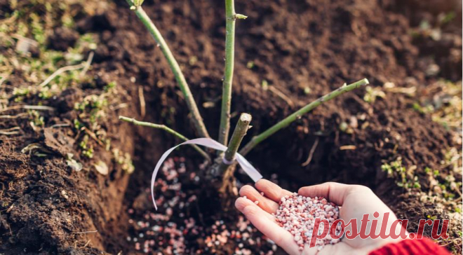 Чем подкормить розы в мае, чтобы они пышно цвели все лето
