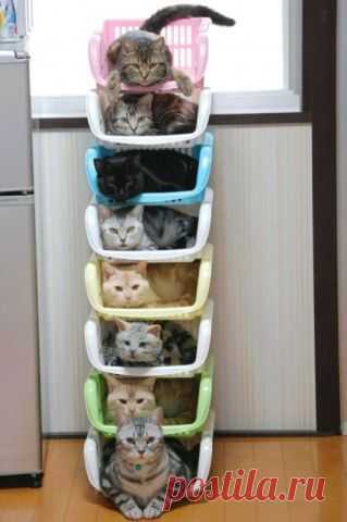 20 Brilliant Ways To Organize Your Cats