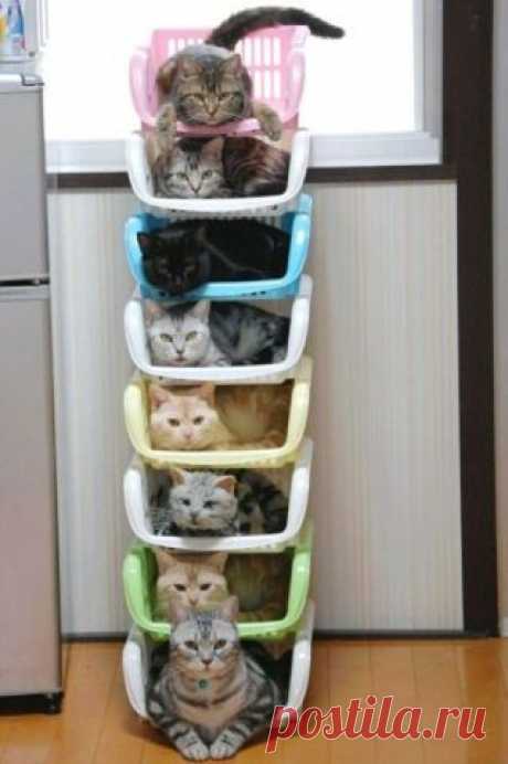 20 Brilliant Ways To Organize Your Cats