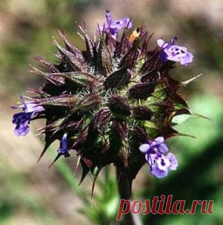 Семена ЧИА (Chia)- полезные свойства и рецепты