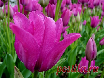 Цветочный гороскоп по дате рождения-БЛИЗНЕЦЫ-МАРГАРИТКА