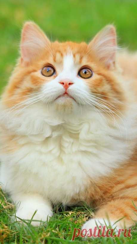 grass, green, cat, white-haired, fluffy  |  Pinterest: инструмент для поиска и хранения интересных идей