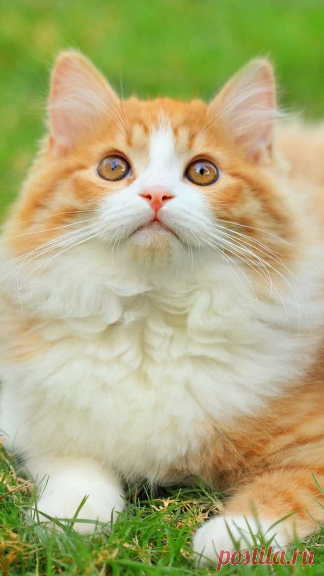 grass, green, cat, white-haired, fluffy  |  Pinterest: инструмент для поиска и хранения интересных идей