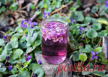 Wild Violet Flower Infused Vinegar When wild violet flowers start to make an appearance in late winter and early spring, collect a few handfuls to make this amazing and beautiful wild violet infused vinegar!