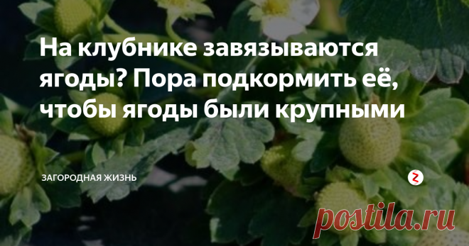 На клубнике завязываются ягоды? Пора подкормить её, чтобы ягоды были крупными Вы уже подкормили клубнику во время цветения борной кислотой?
Настало время следующей подкормки. Эту подкормку нужно провести в то время, когда на клубнике начинают завязываться и наливаться ягоды. Если питательных веществ в это время кустику будет достаточно, ягоды на нем вырастут до максимальных размеров, соответствующих сорту. И напротив, если кустик голодает, ягоды будут мелкими.
Подкармливать