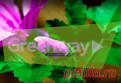 ГИМН GREENWAY — Greenway Leaders