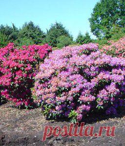 Посадка рододендрона | ВО САДУ И В ОГОРОДЕ