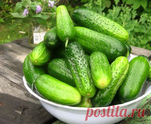 Уловки хитрецов ради вкусных огурцов