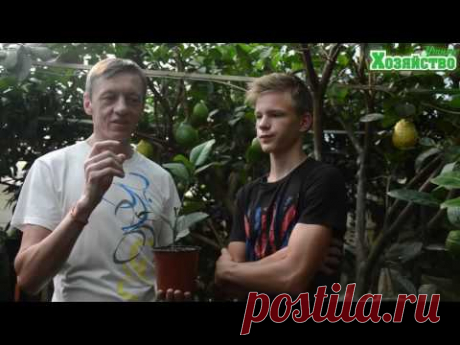✿❤✿❤✿ КАК ВЫРАСТИТЬ ЛИМОН ДОМА | Питомник &quot;ТРОПИКАНКА&quot;